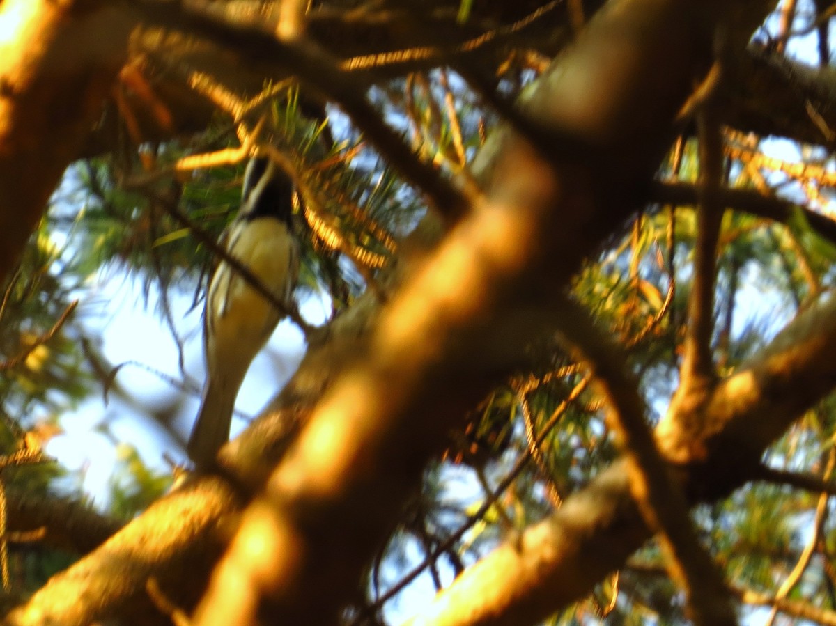 Black-throated Gray Warbler - ML565496911