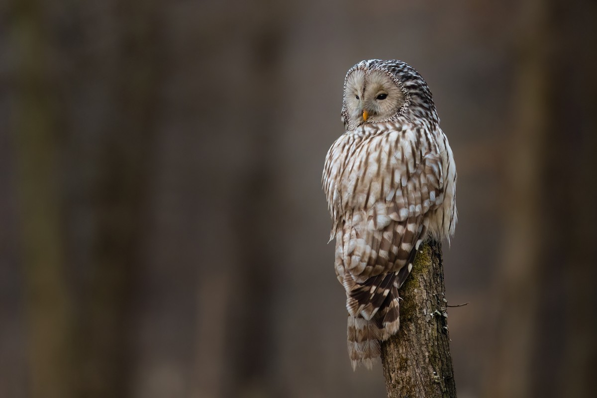 Ural Owl - ML565497031