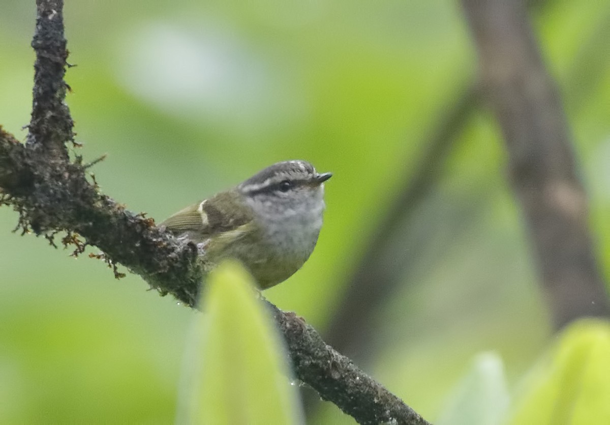 Ashy-throated Warbler - Dave Curtis