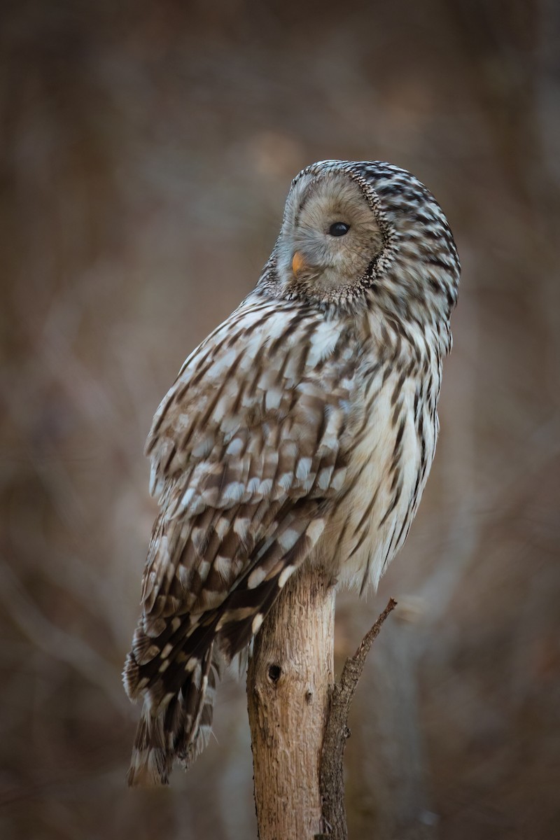 Ural Owl - Piotr Pogoda
