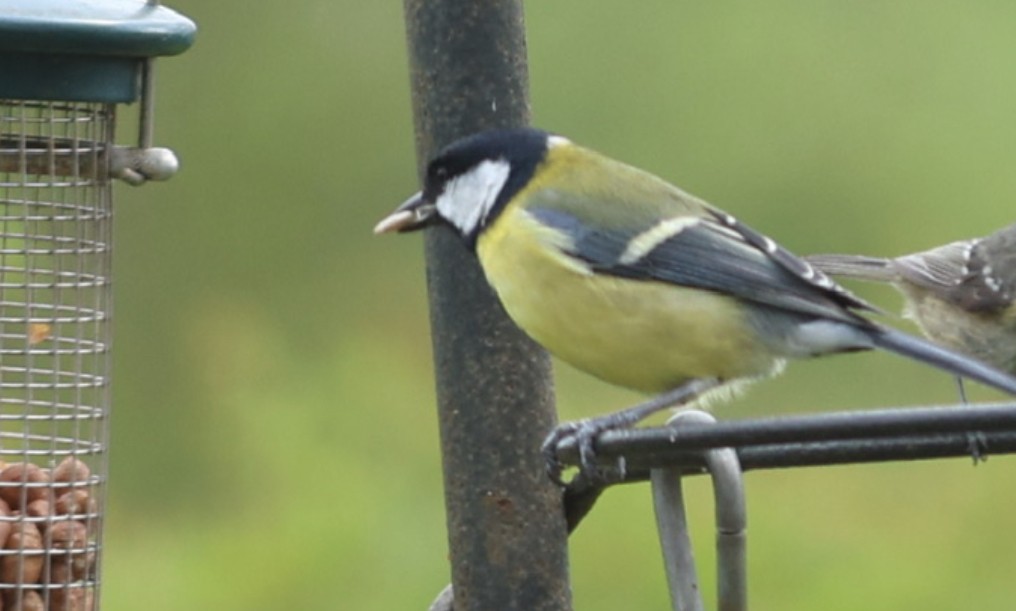 Great Tit - ML565497721