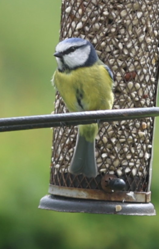 Eurasian Blue Tit - ML565497921