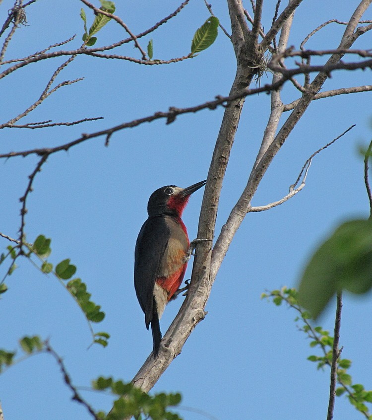 Puerto Rican Woodpecker - ML565498391
