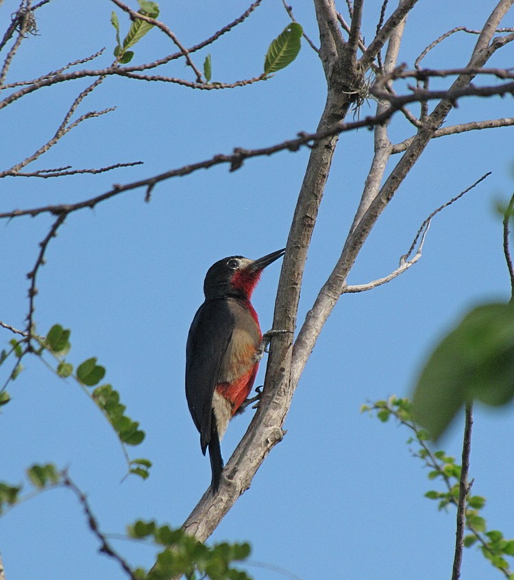 Carpintero Puertorriqueño - ML565498391