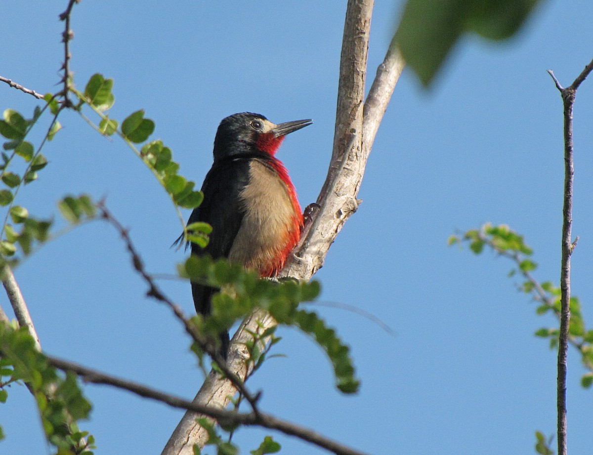 Puerto Rican Woodpecker - ML565498401