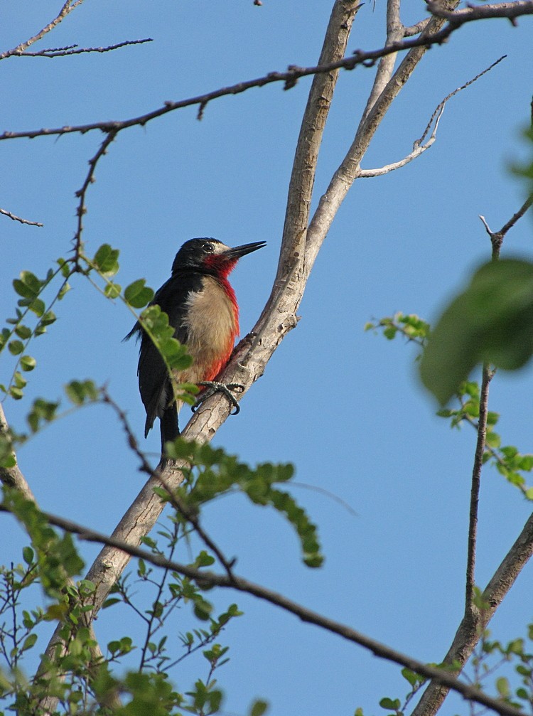 Puerto Rican Woodpecker - ML565498411