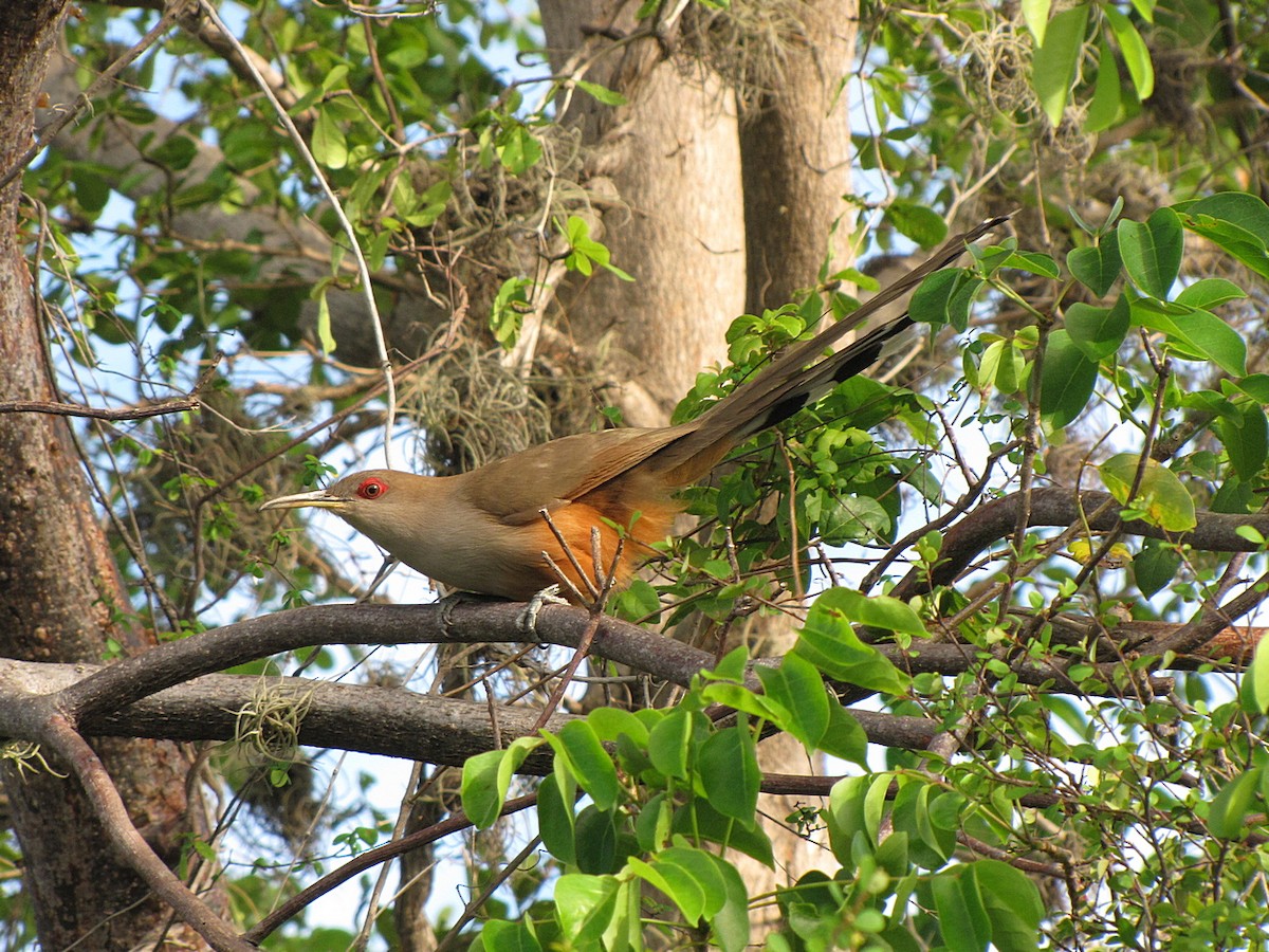 Puerto Rican Lizard-Cuckoo - ML565498591