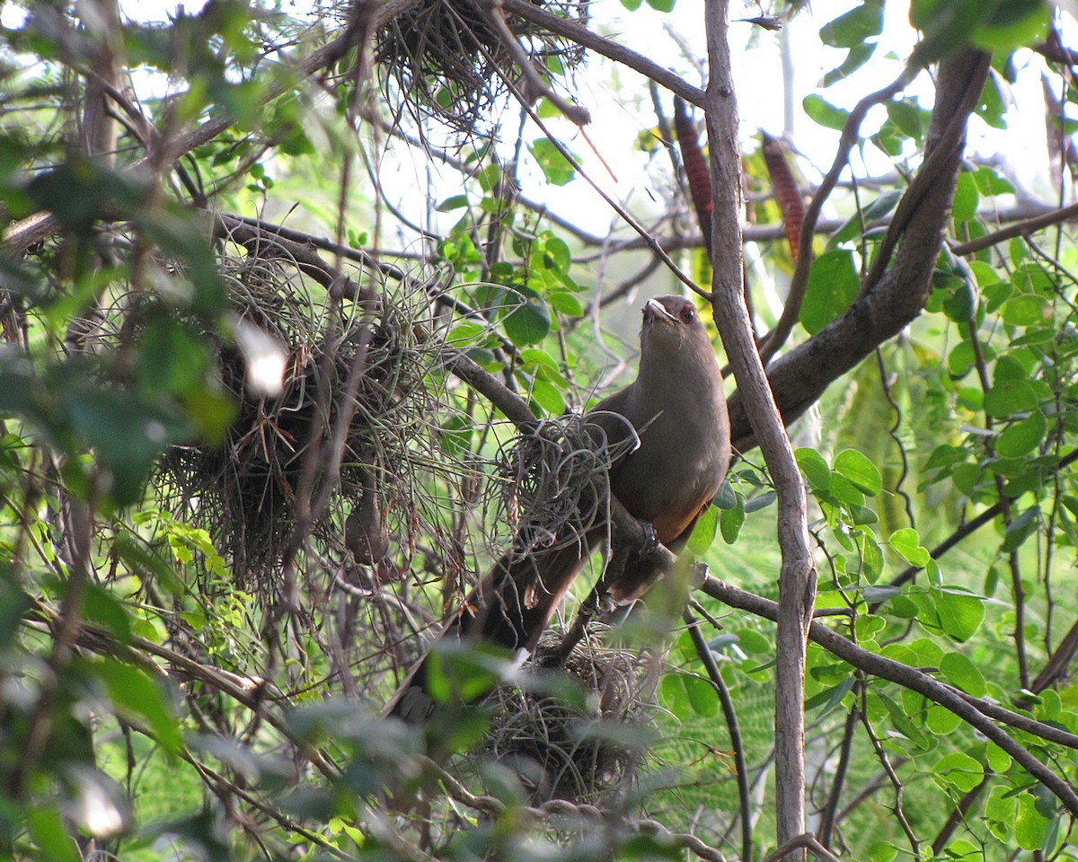 Puerto Rican Lizard-Cuckoo - ML565498601