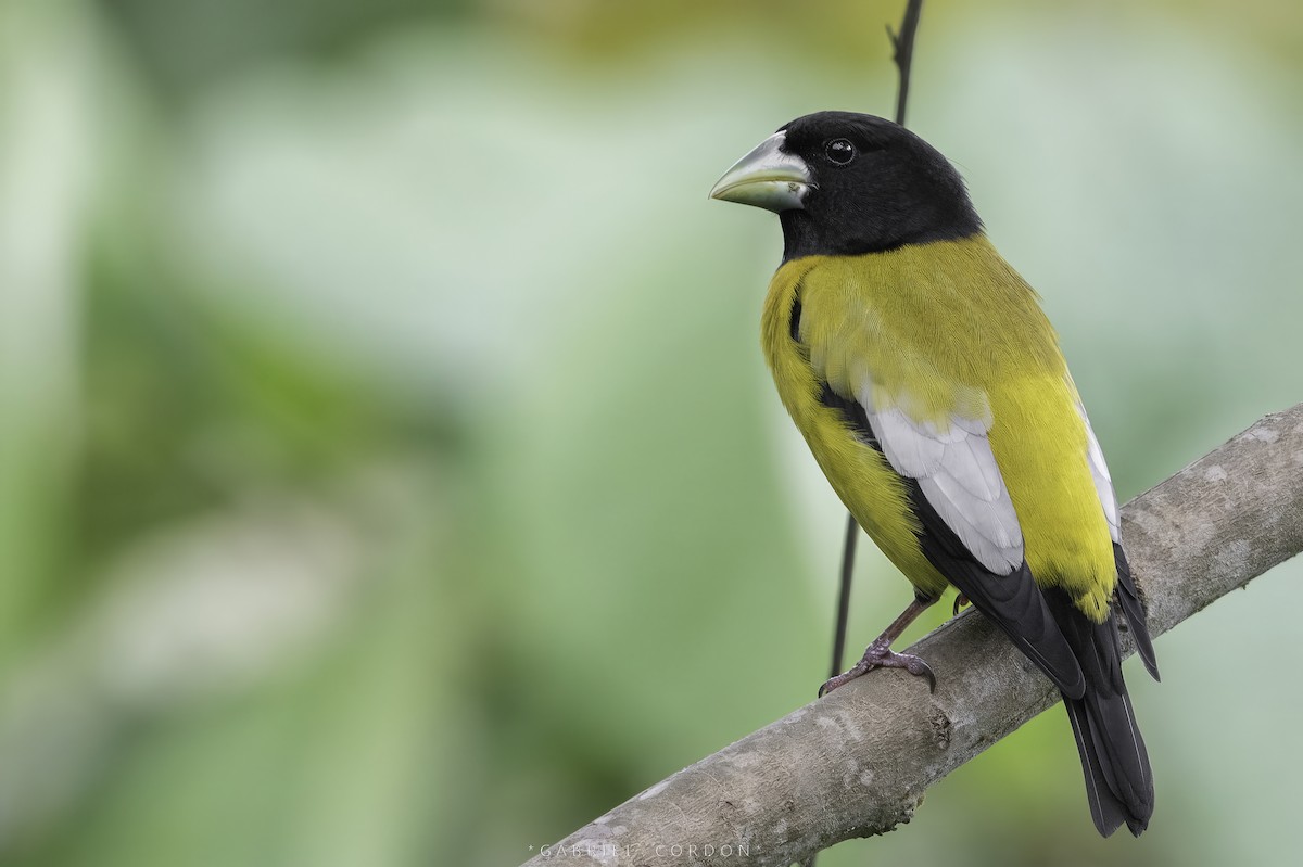 Hooded Grosbeak - ML565498721