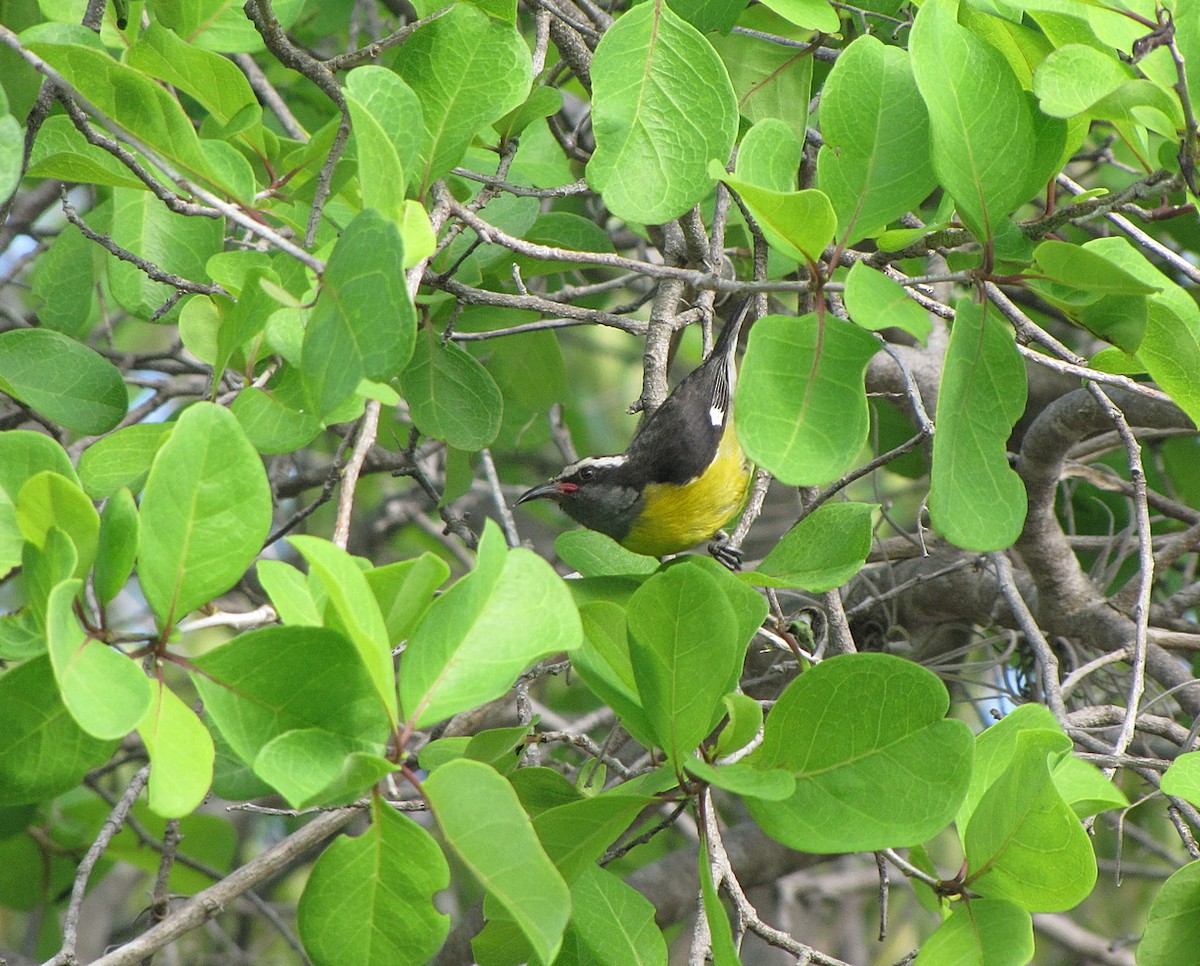 Bananaquit (Puerto Rico) - Jens Thalund