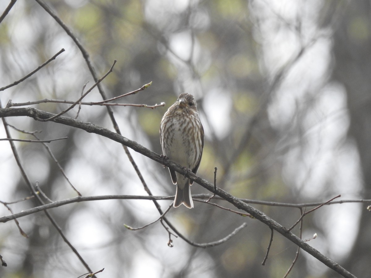 Purple Finch - ML565498991