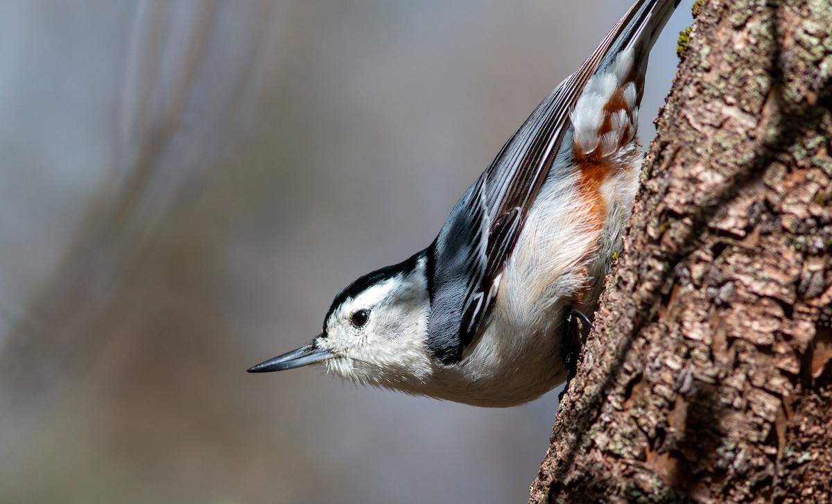 White-breasted Nuthatch - ML565499071
