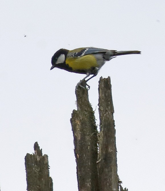 Green-backed Tit - ML56549931