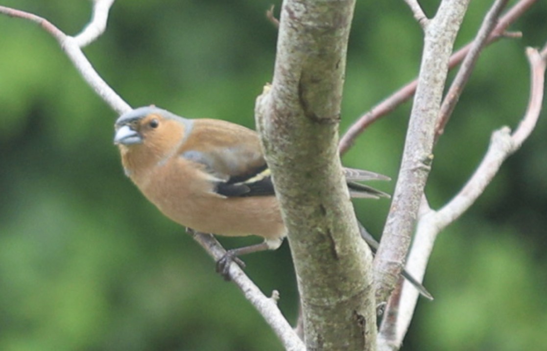 Common Chaffinch - ML565499321