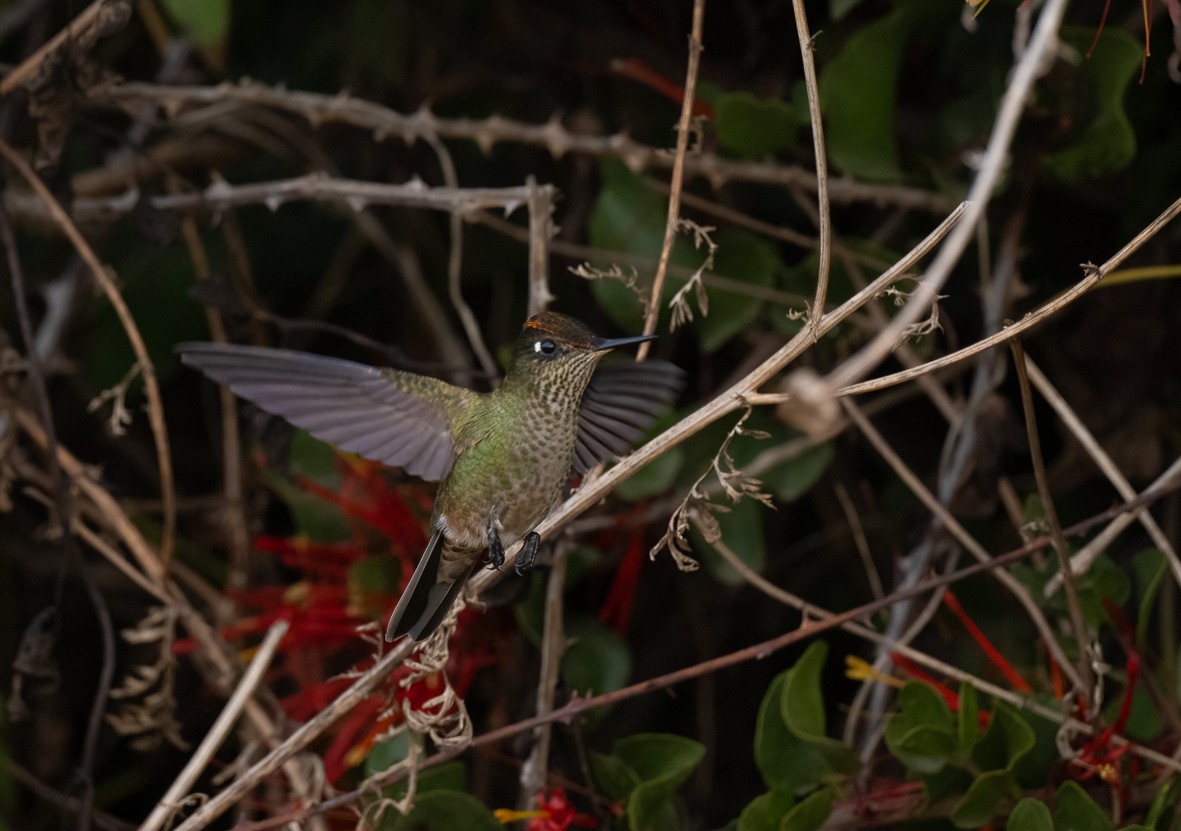 Green-backed Firecrown - ML565499541