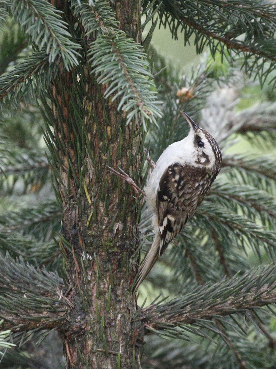 Hodgson's Treecreeper - ML56549961