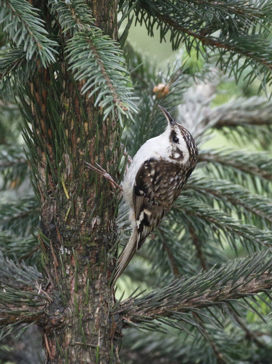 Hodgson's Treecreeper - Dave Curtis