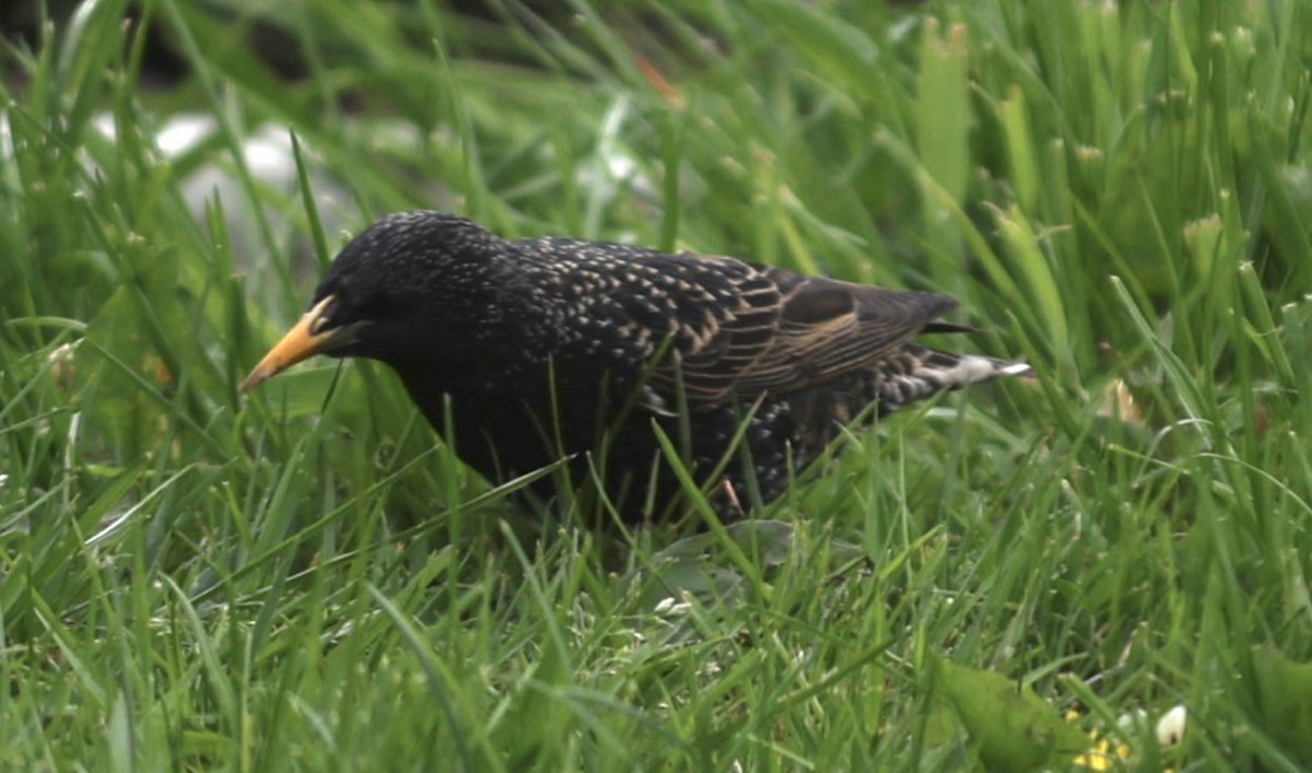 European Starling - ML565499821