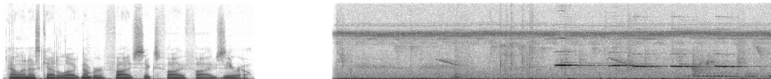Graubrust-Ameisendrossel - ML56550