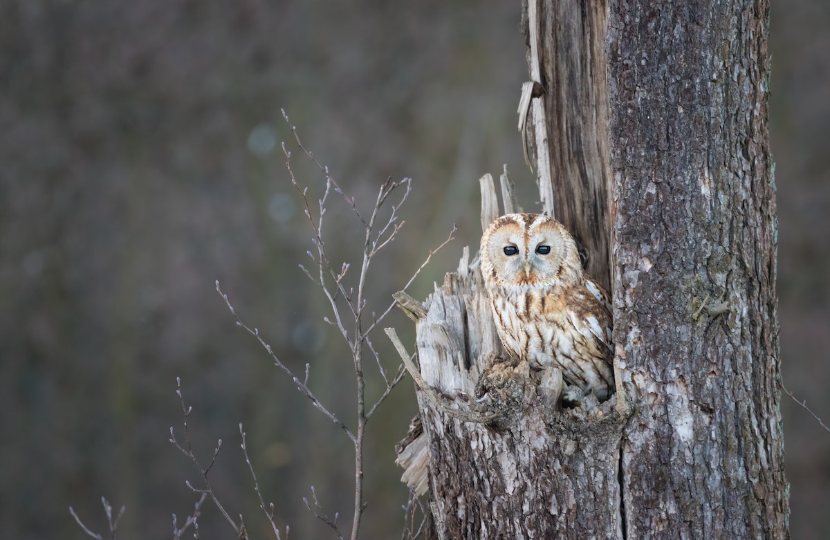 Tawny Owl - ML565500021