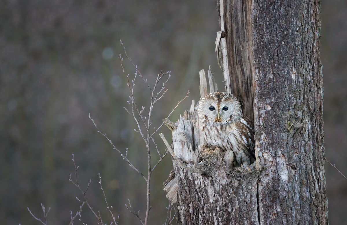 Tawny Owl - ML565500031