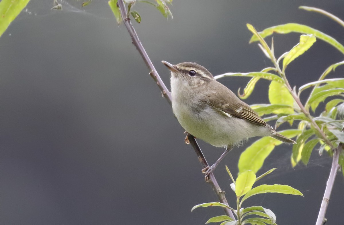 Large-billed Leaf Warbler - ML56550111