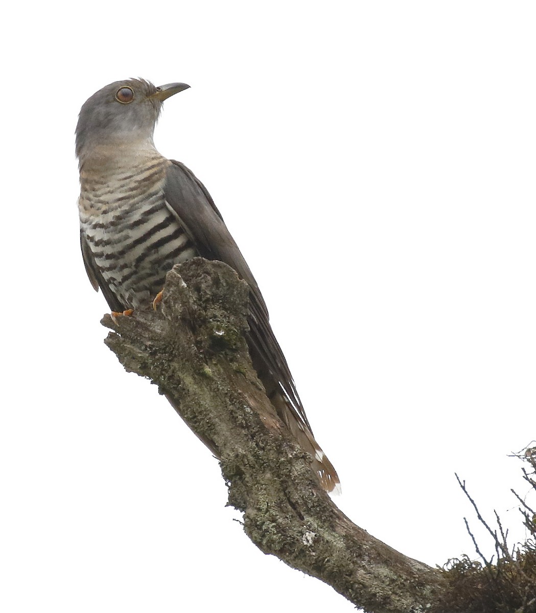 Lesser Cuckoo - Dave Curtis