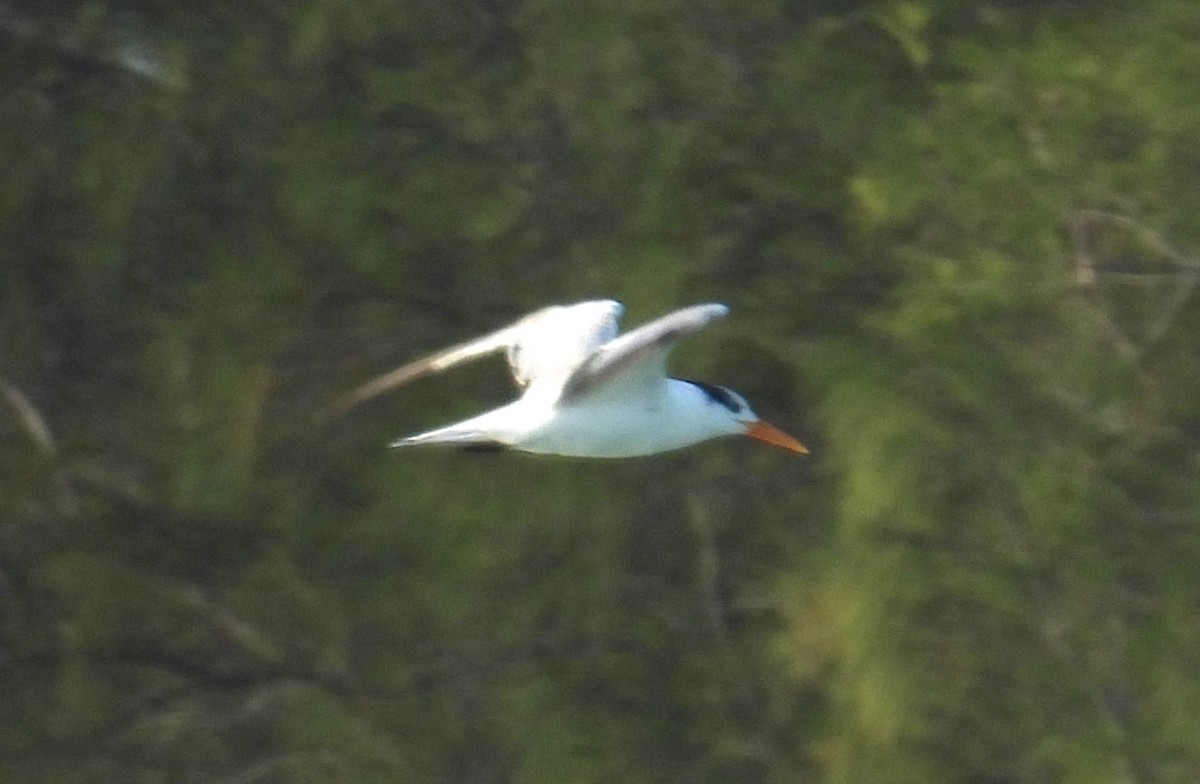 Royal Tern - ML565503091