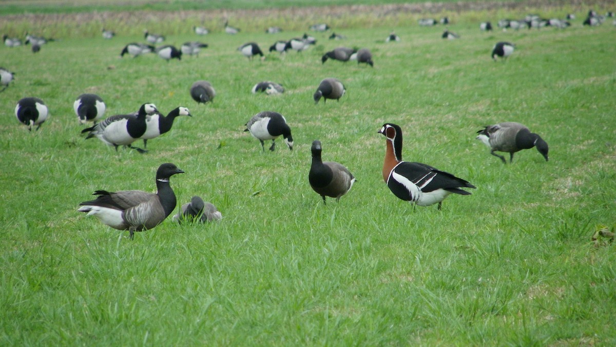 Red-breasted Goose - ML565503111