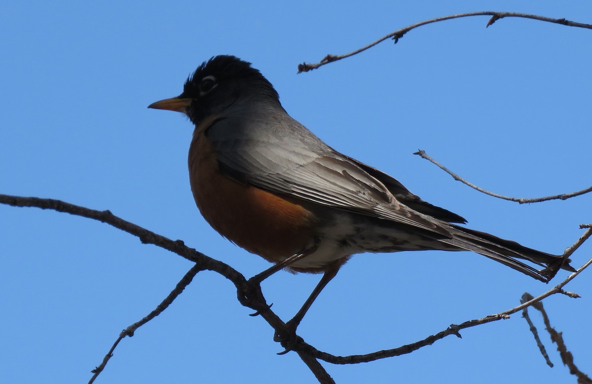 American Robin - ML565503461