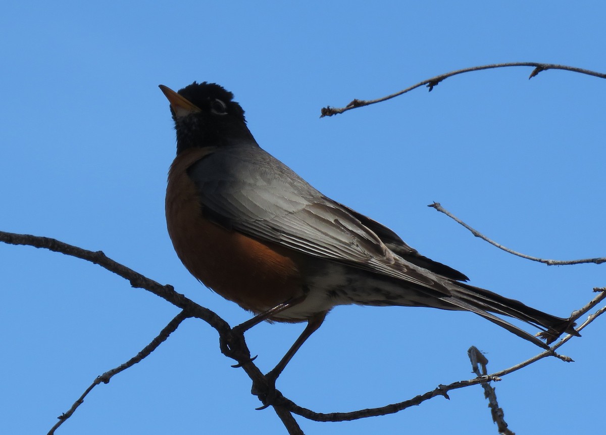 American Robin - ML565503601