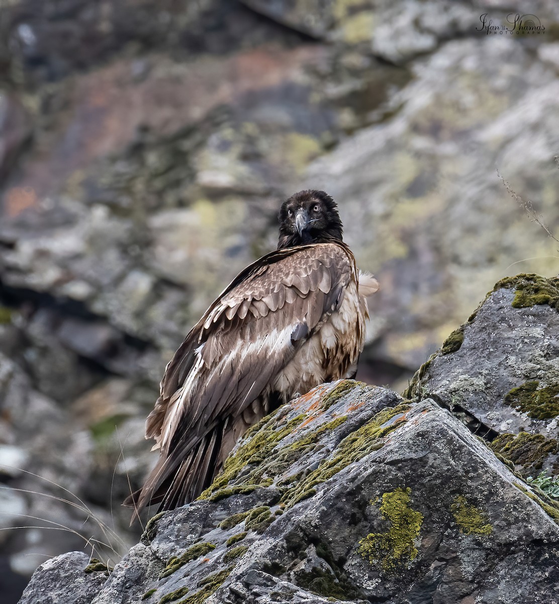 Bearded Vulture - Flying Osprey