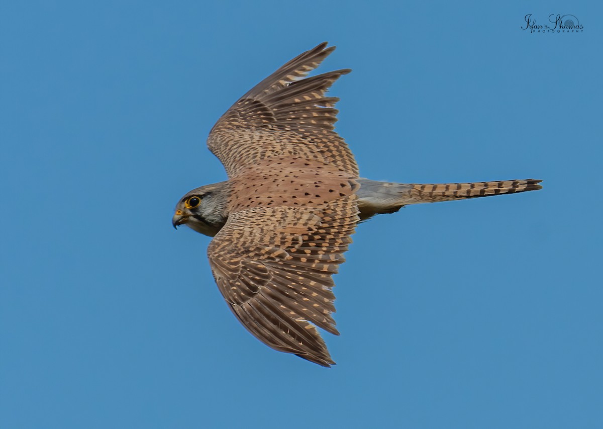 Eurasian Kestrel - Flying Osprey