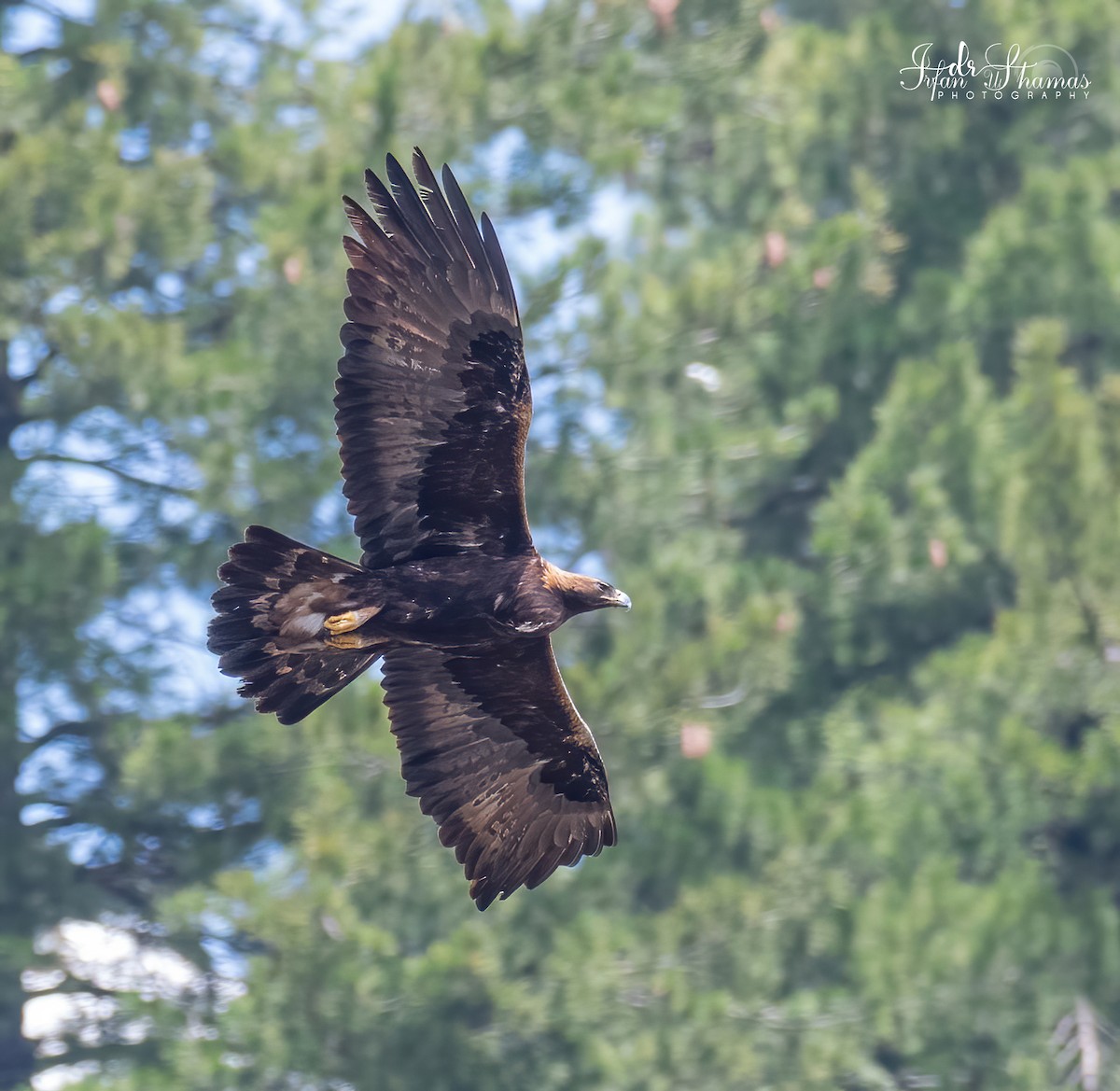 Golden Eagle - ML565504691