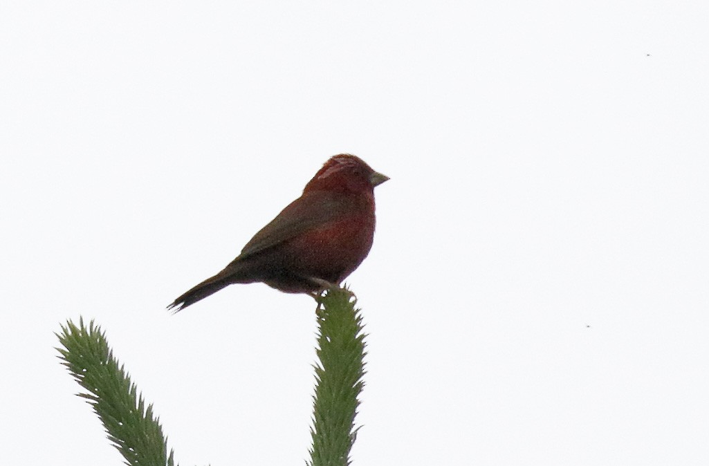 Vinaceous Rosefinch - Dave Curtis