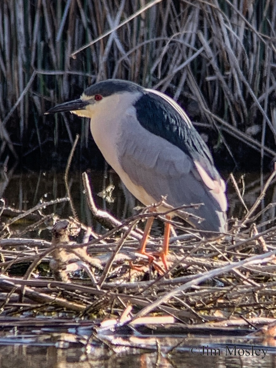 Black-crowned Night Heron - ML565505001