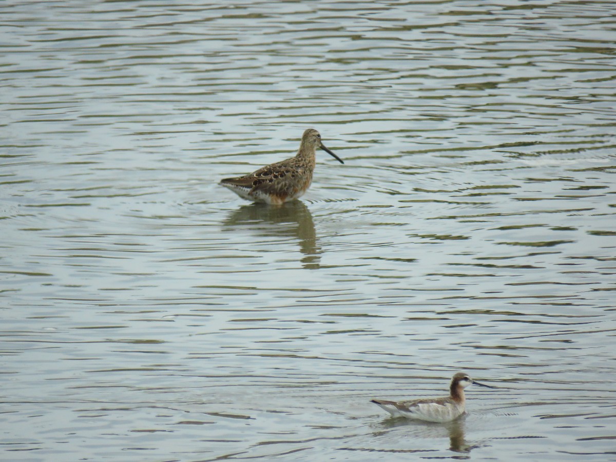 Long-billed Dowitcher - ML565505511