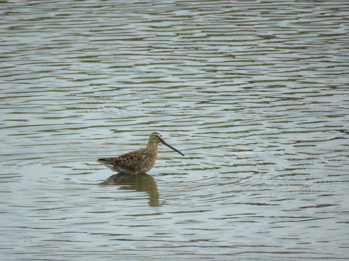 Long-billed Dowitcher - ML565505521