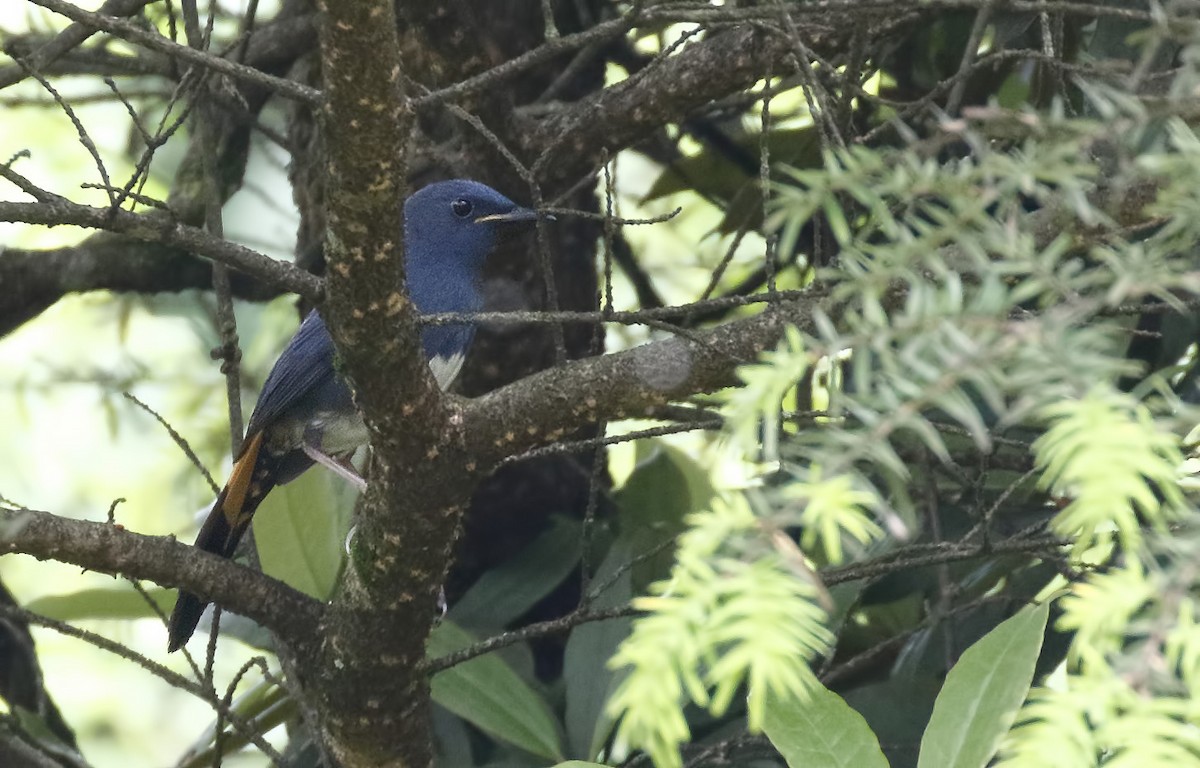 White-bellied Redstart - ML56550571