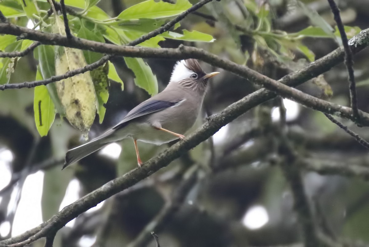 White-collared Yuhina - ML56550621