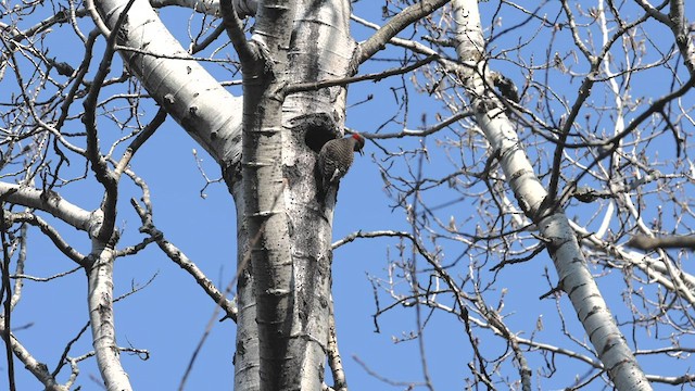 Шилоклювый дятел - ML565506271