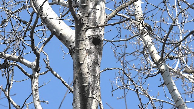 Northern Flicker - ML565506281