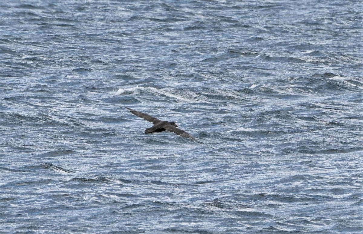 Northern Giant-Petrel - ML565506371