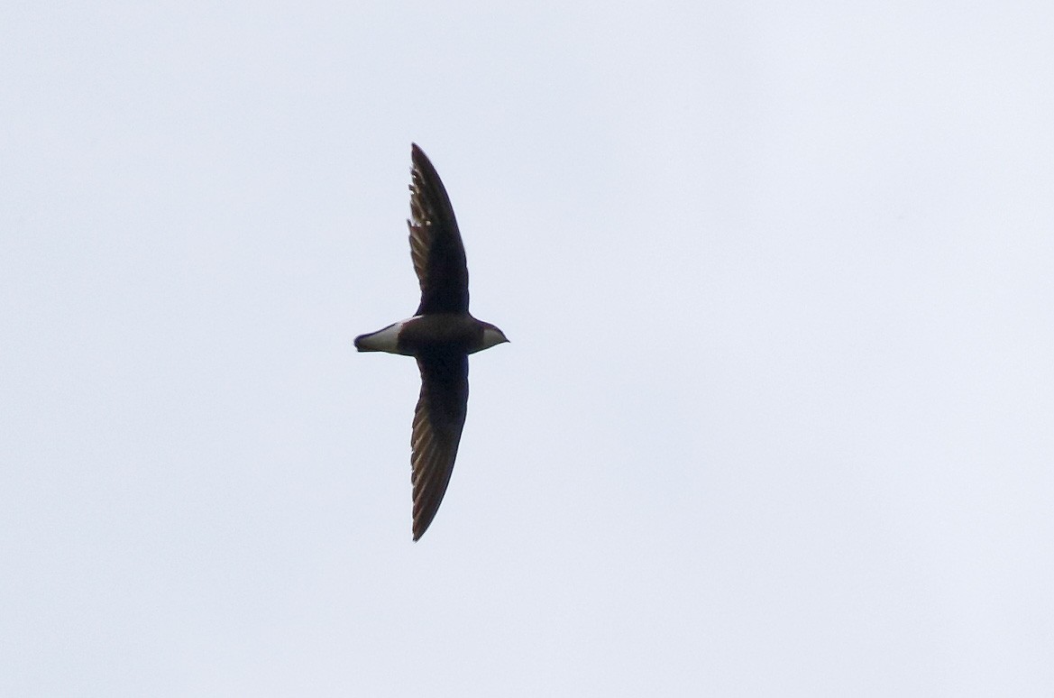 White-throated Needletail - ML56550641