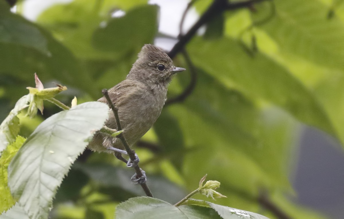 Yellow-browed Tit - ML56550681