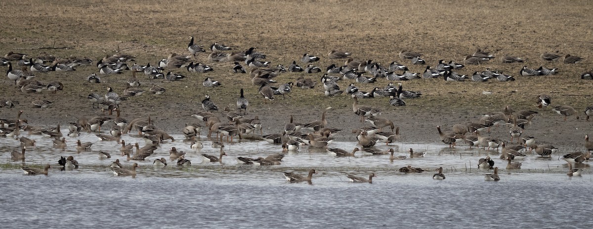 Greater White-fronted Goose - ML565506831
