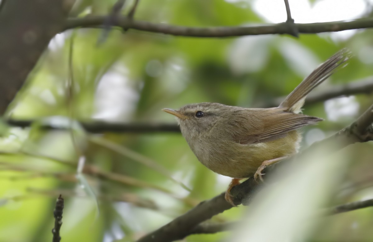 Yellowish-bellied Bush Warbler - ML56550711