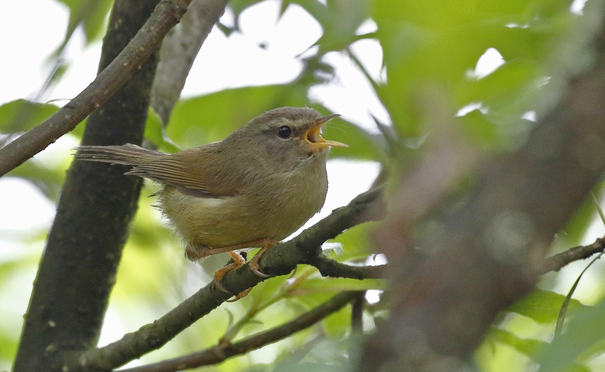 Yellowish-bellied Bush Warbler - ML56550751