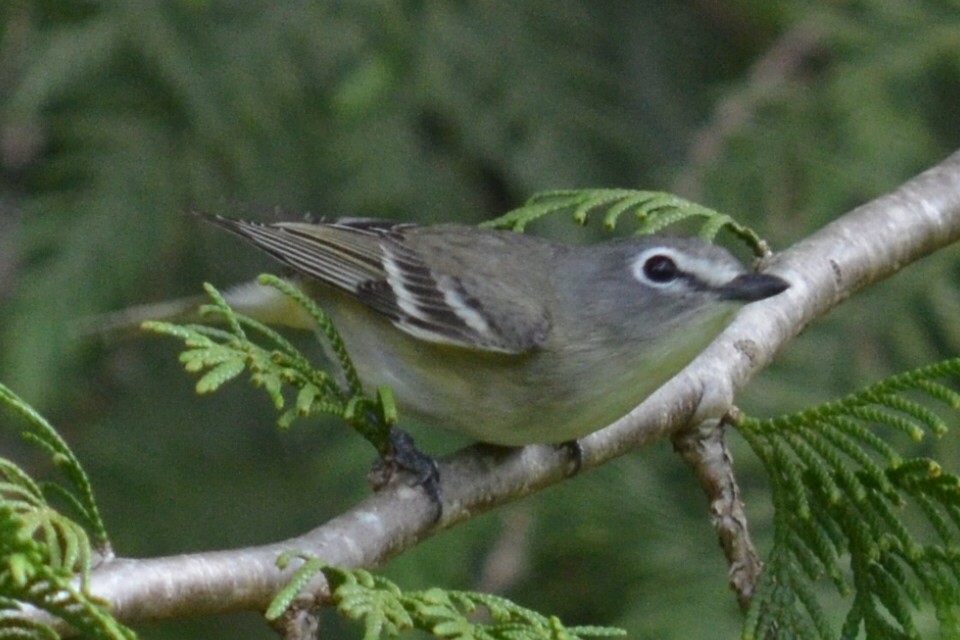 Cassin's Vireo - ML565509831