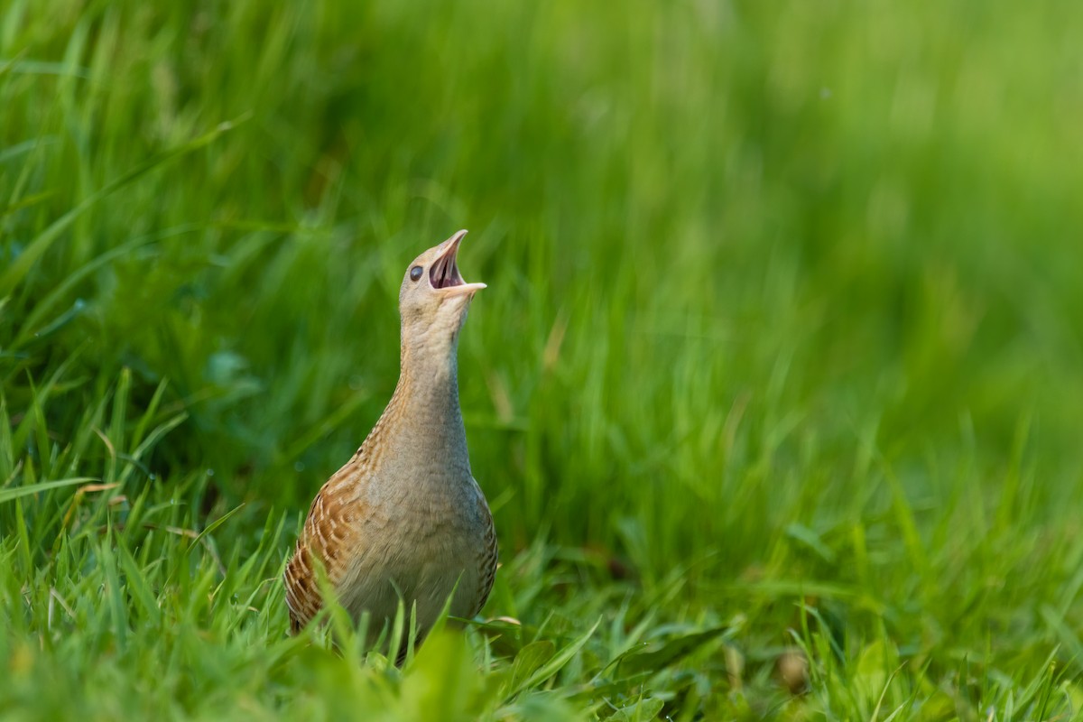 Corn Crake - Piotr Pogoda